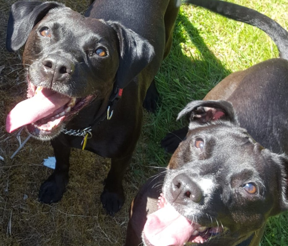 Companion Animal Care